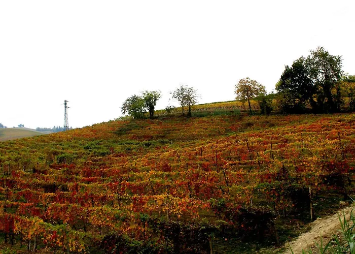 Guest house Vin Dell'olmo