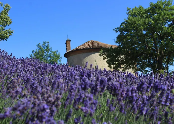 Vin Dell'olmo Castagnole delle Lanze